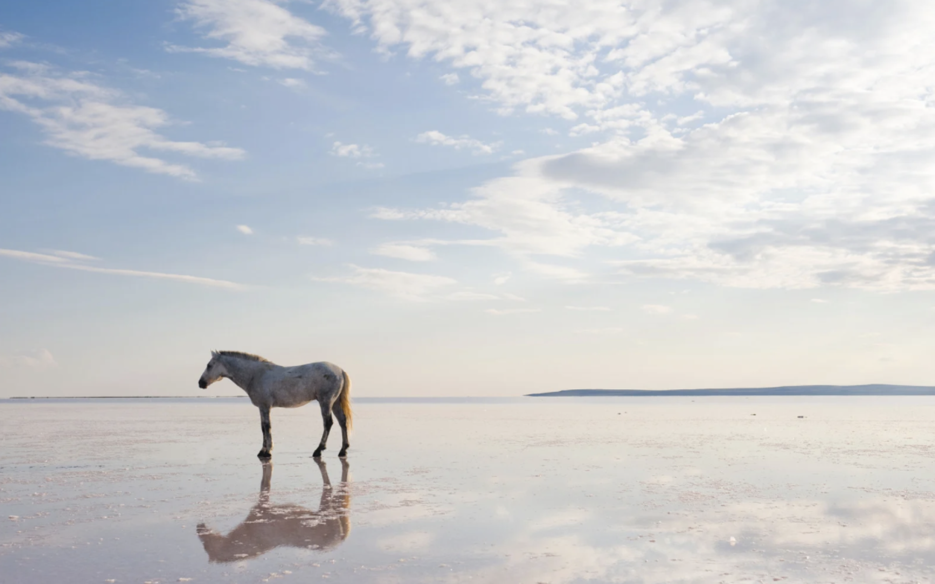 Pferd am Strand