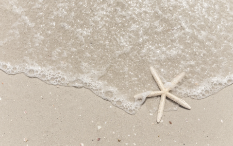 Strand mit Muschel