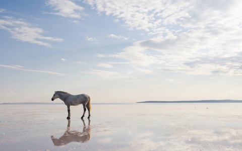 Pferd am Strand