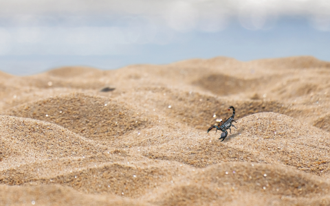 Skorpion am Strand